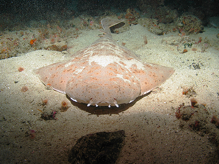 closeup of a wide, bulbous shark on the sandy seafloor
